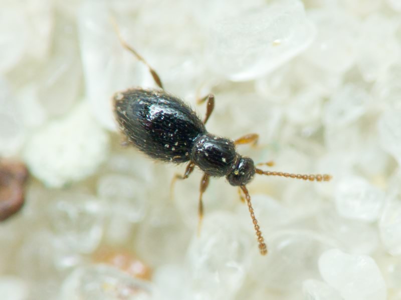 Coleoptera Linnaeus, 1758